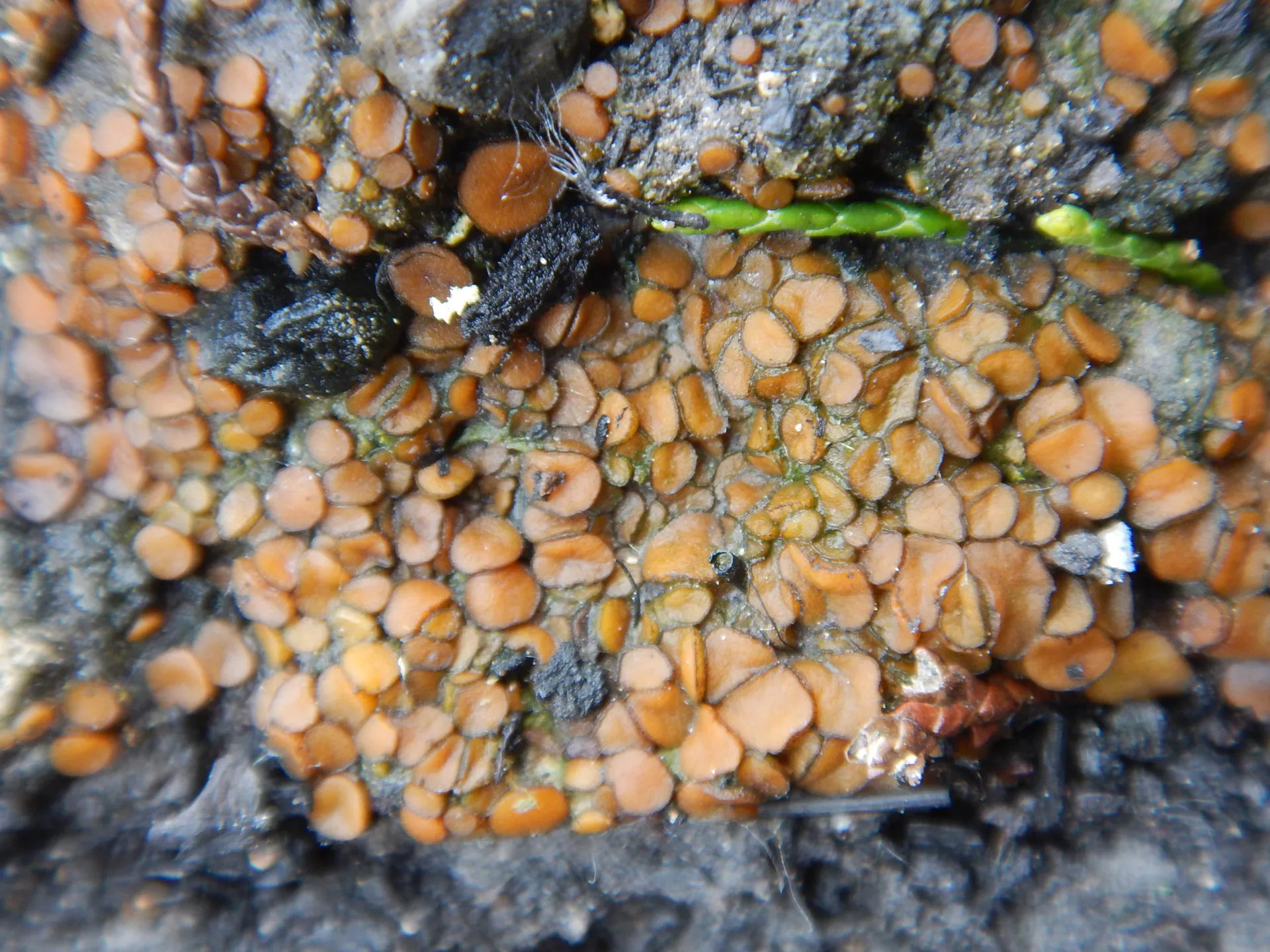 Anthracobia melaloma, 23-05-20